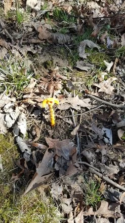 Tentsile Flite Tree Tent -Professional Outdoor Equipment Store 02