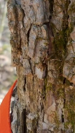 Tentsile Flite Tree Tent -Professional Outdoor Equipment Store 14