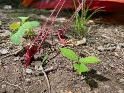 MSR Ultralight Cord -Professional Outdoor Equipment Store IMG 1499