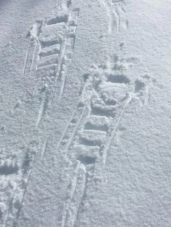 MSR Denali -Professional Outdoor Equipment Store IMG 3724