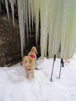 Tubbs 3-Part Snowshoe Poles -Professional Outdoor Equipment Store laraway 9